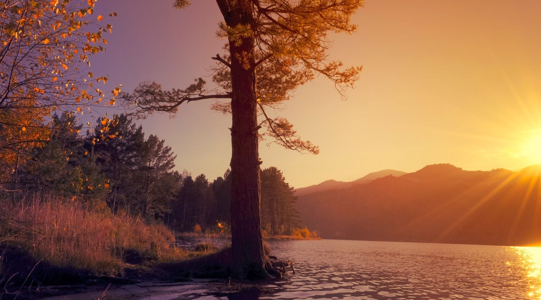 Finding Serenity Under the Stars: Camping's Impact on Mental Clarity and Emotional Well-being