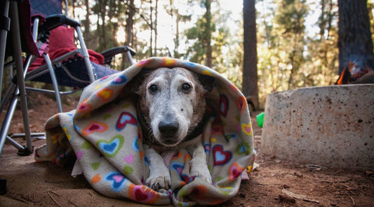 How to go Camping with your Dog
